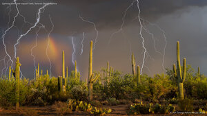 Lightning storm over saguaro cacti, Sonoran Desert, Arizona