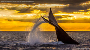 Southern right whale diving in the Golfo Nuevo near the Valdes Peninsula, Argentina