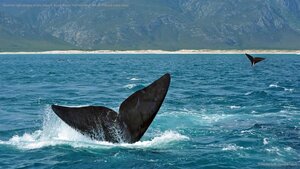 Southern right whales off the coast of South Africa. The Hermanus Whale Festival starts today.