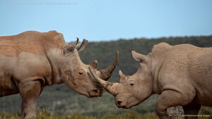 Southern white rhinoceros males, Shamwari Private Game Reserve, South Africa