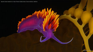 Spanish shawl nudibranch on kelp off Santa Catalina Island, Channel Islands, California