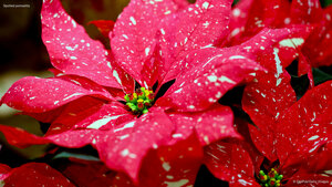 Spotted poinsettia