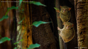 Spectral tarsiers in a ficus tree in Tangkoko Batuangus Nature Reserve, Indonesia