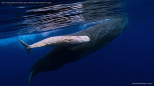 Sperm whale mother and albino baby swimming off the coast of Portugal