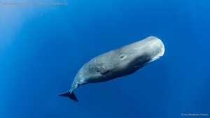 Sperm whale off the coast of Roseau, Dominica, in the Caribbean Sea