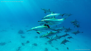 Spinner dolphin pod in the Red Sea, Marsa Alam, Egypt