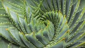 Spiral aloe