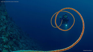 Spiral whip coral off the coast of Indonesia