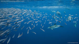Atlantic spotted dolphins near Santa Maria Island, Azores, Portugal