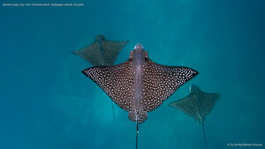 Spotted eagle rays, San Cristóbal Island, Galápagos Islands, Ecuador