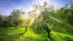 Apple trees in spring, Germany