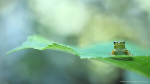 Tree frog on leaf