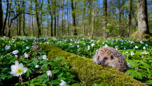 European hedgehog, France