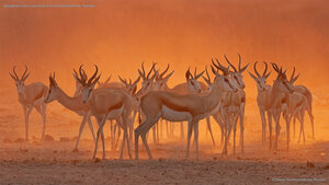 Springboks near a waterhole in Etosha National Park, Namibia