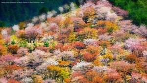 Spring cherry blossoms on Mount Yoshino in Nara Prefecture, Japan