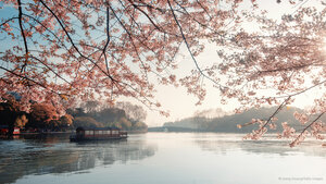 美丽盛开的樱花，杭州的春天，中国