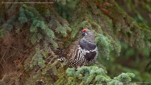 Spruce grouse in a spruce tree in Denali National Park and Preserve, Alaska
