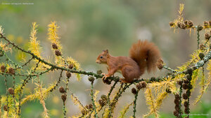 Eurasian red squirrel, Netherlands