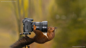 Squirrel looking into the lens of a camera