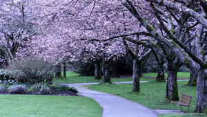A canopy of cherry blossoms in Stanley Park, Vancouver