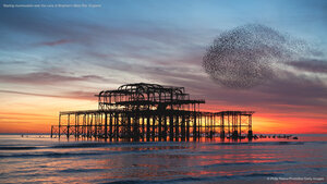 Starling murmuration over the ruins of Brighton's West Pier, England