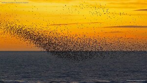 Starlings at sunset in Blackpool, England