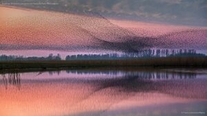 Starlings flock over Lauwersmeer National Park, Netherlands