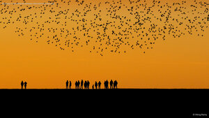 Starlings in the wetlands between Denmark and Germany