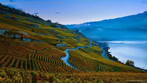 Steeply terraced vineyards of the Lavaux region on the shores of Lake Geneva, Switzerland