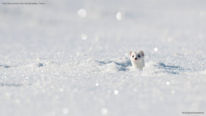 Stoat (aka ermine) in the Jura Mountains, France