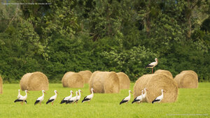 Cigognes blanches dans un champ de meules de foin