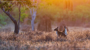 Wallabies at sunrise, Adelaide River, Northern Territory, Australia