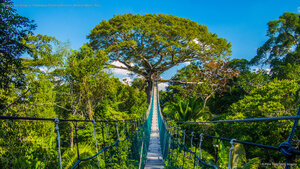 Suspension bridge in Tambopata National Reserve, Amazon Basin, Peru