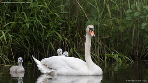 Höckerschwan schwimmt mit Küken, Hessen