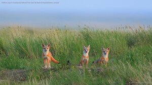 Swift fox pups in Grasslands National Park near Val Marie in Saskatchewan, Canada