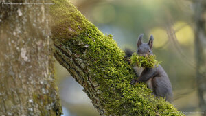 A female Eurasian red squirrel carrying moss, Switzerland