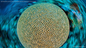 Symmetrical brain coral on a reef in the Caribbean Sea near Grand Cayman, Cayman Islands