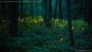 Synchronous fireflies illuminate the forests of Great Smoky Mountains National Park, Tennessee