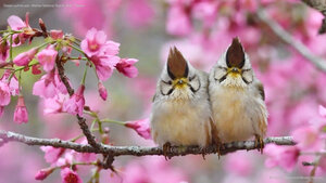 Taiwan yuhina pair, Alishan National Scenic Area, Taiwan