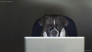 Take Your Dog to Work Day