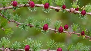 Tamarack branches with cones in Newfoundland and Labrador, Canada