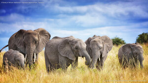 A family of African elephants in Tarangire National Park, Tanzania