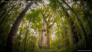 Te Matua Ngahere, a giant kauri tree growing in the Waipoua Forest, North Island, New Zealand