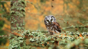 Boreal owl in a forest in Central Europe