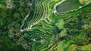Tegallalang terrace farms in Ubud, Bali, Indonesia