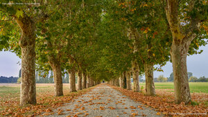 Viale alberato, Pinerolo, Torino, Piemonte