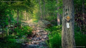The Appalachian Trail in Stokes State Forest, New Jersey