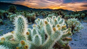 The Cholla Cactus Garden in Joshua Tree National Park, California