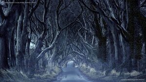 The Dark Hedges in County Antrim, Northern Ireland