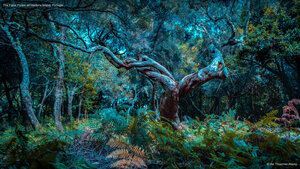 The Fanal Forest on Madeira Island, Portugal